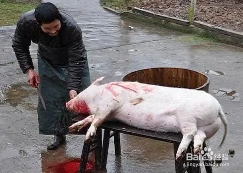 死猪如何处理