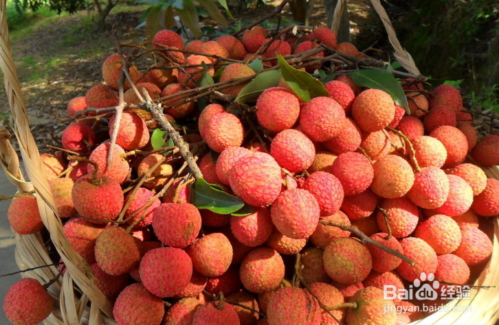 吃荔枝有哪些好处和坏处