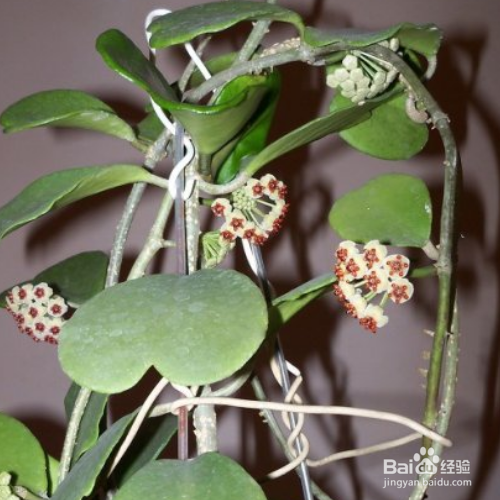 在家中如何养殖斑叶球兰?