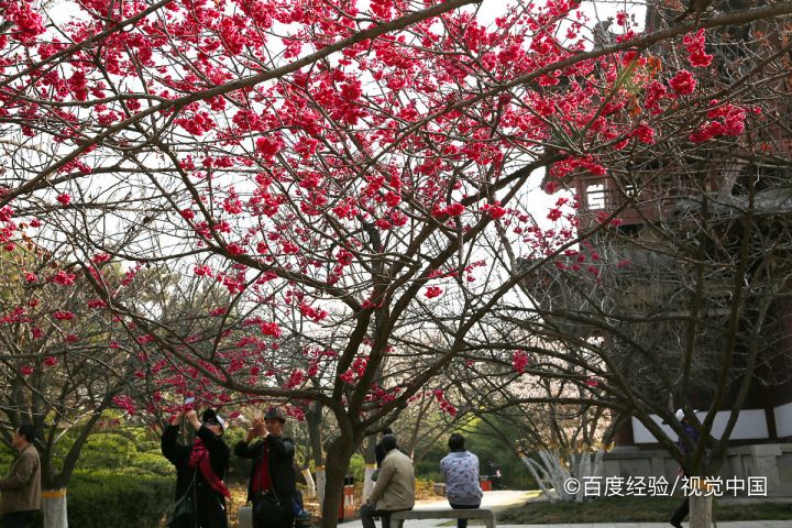 平谷梨树沟一日游攻略