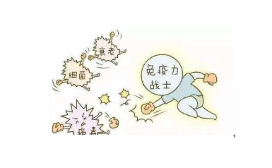 冬虫夏草的食用方法 首选泡茶喝