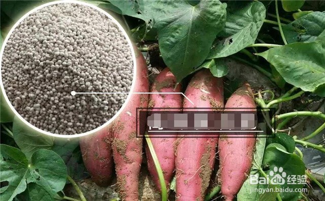 红薯藤种植方法和注意事项