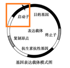 基因表达载体的构建方法是什么?