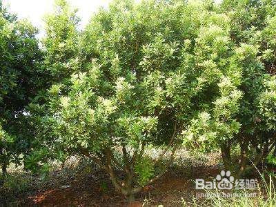 杨梅树怎么修剪