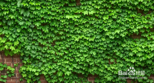 朋友要搬家送哪种绿植更适合
