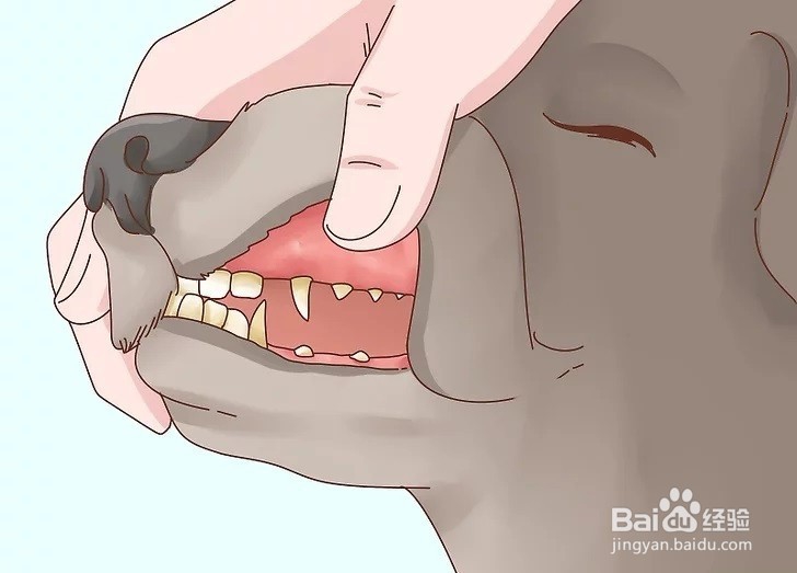 怎样才能增加狗狗的食欲?