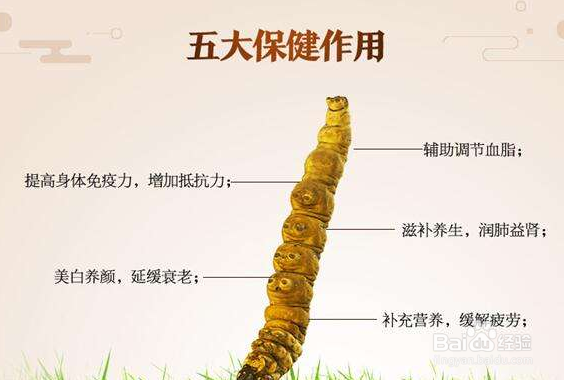 冬虫夏草的功效与作用及食用方法,全方位了解它