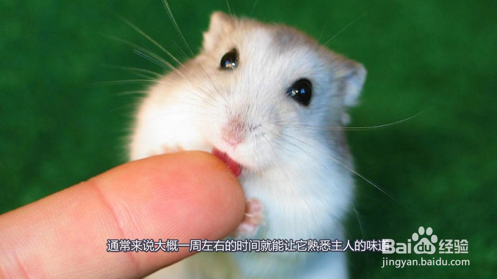 仓鼠一般养多久认主人