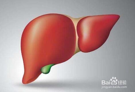 肝脏积毒的表现