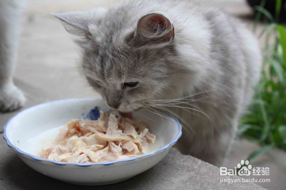 猫得了猫藓怎么办