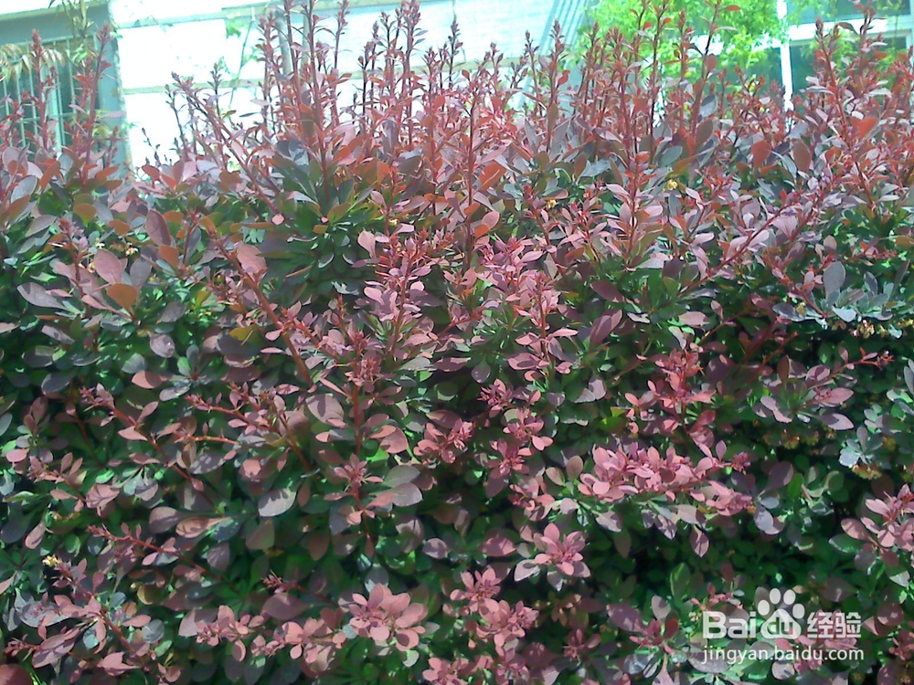 牙齿怎样保护才能吃饭香