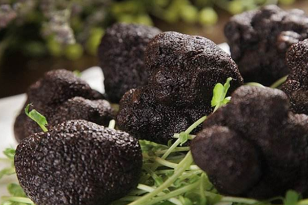 松露是怎么找到的