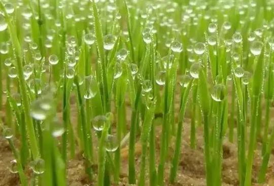 课文阳气中奶奶说过的—句农谚是：打罢春，阳气升，你知道的农谚还有什么