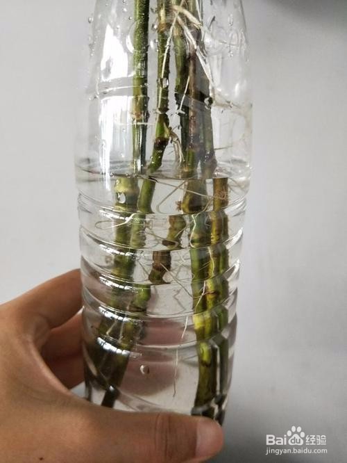 水培紫竹怎么养