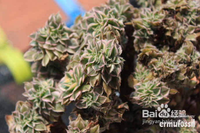 【多肉植物知识】多肉植物中的“缀化-锦-群生”