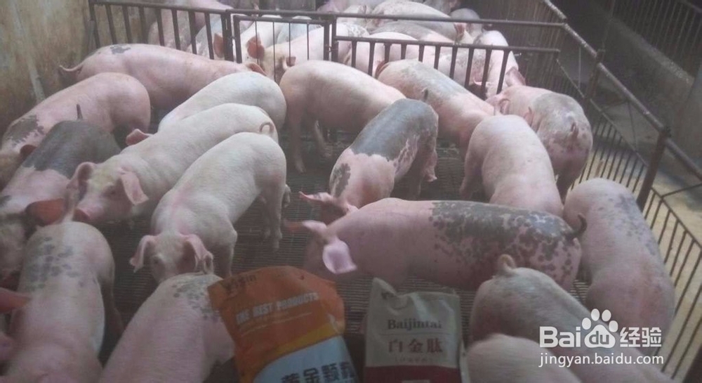 猪催肥的方法