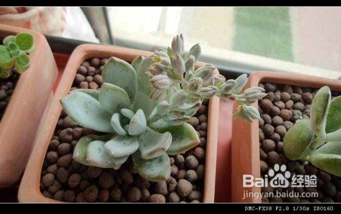 8月1日更新（附“花土”心得）--DIYDIY阳台花园日记