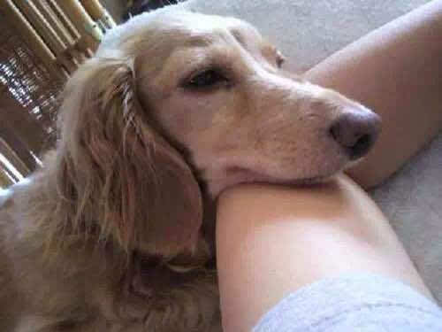 狗狗信任主人的表现是什么