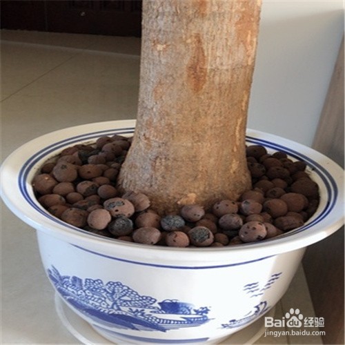 发财树根腐烂最快的处理方法