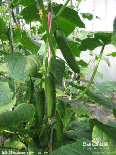 快速瘦身变窈窕女郎