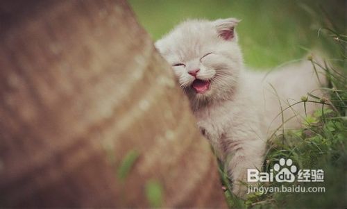 如何正确网购英国短毛猫？