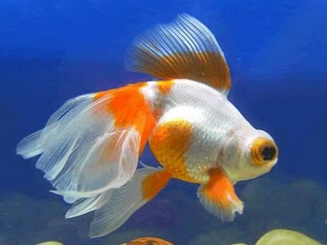 家里没有鱼食，应该给我的小鱼儿吃什么呢