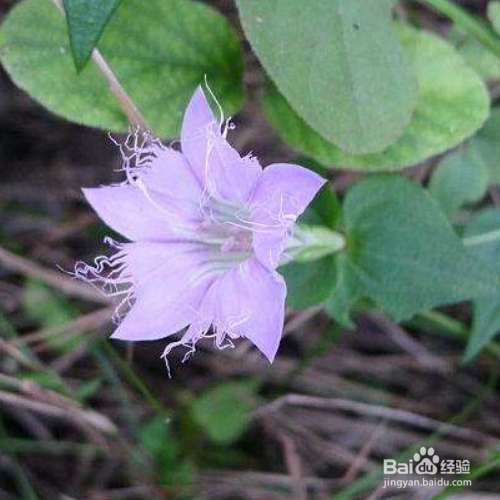 该如何养殖红花龙胆