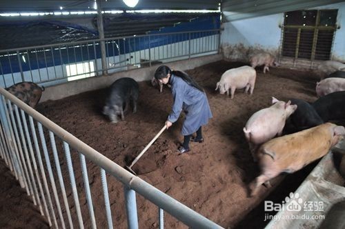 如何启动干撒式发酵床