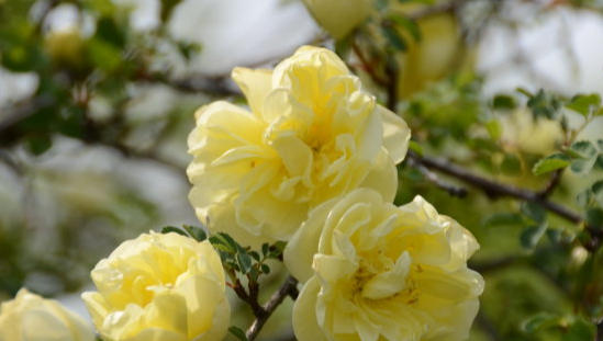 战地分外香什么花