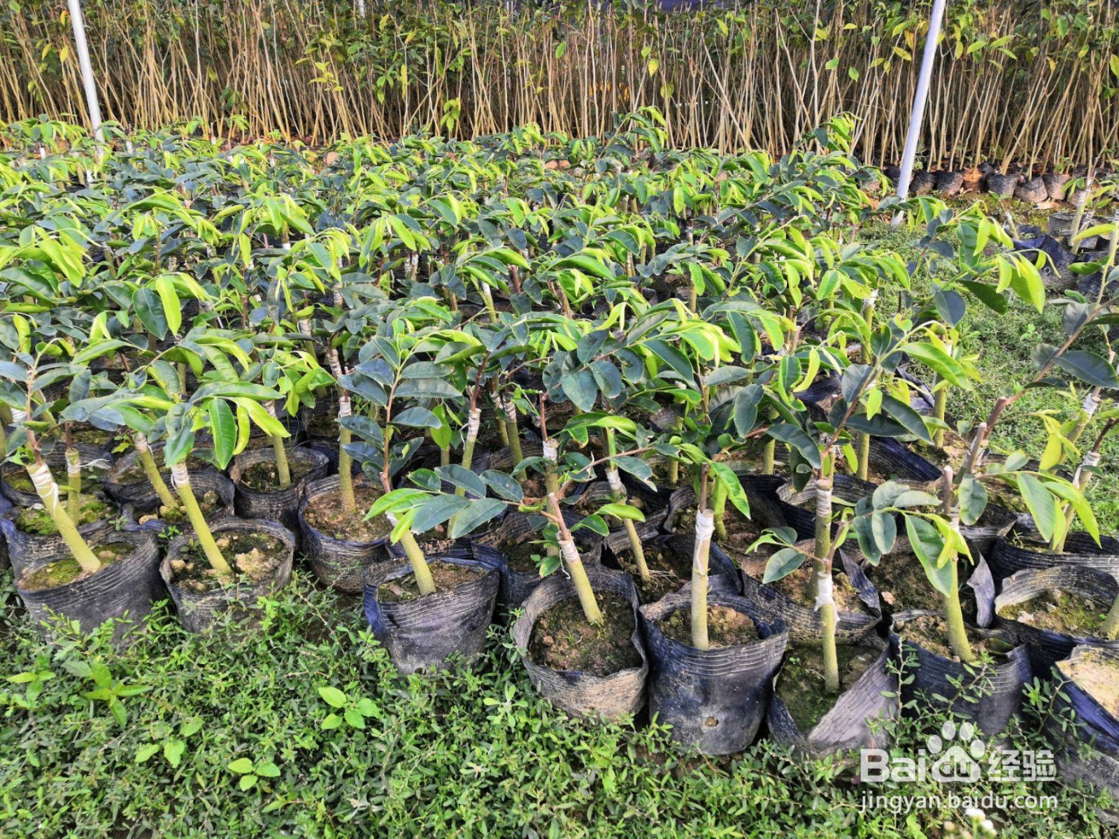 奇楠沉香怎么种植