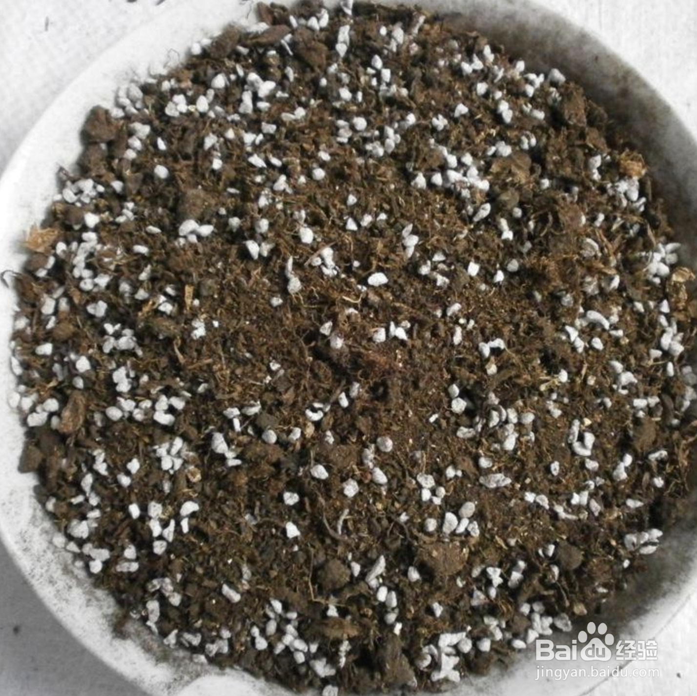 怎样种植多肉植物