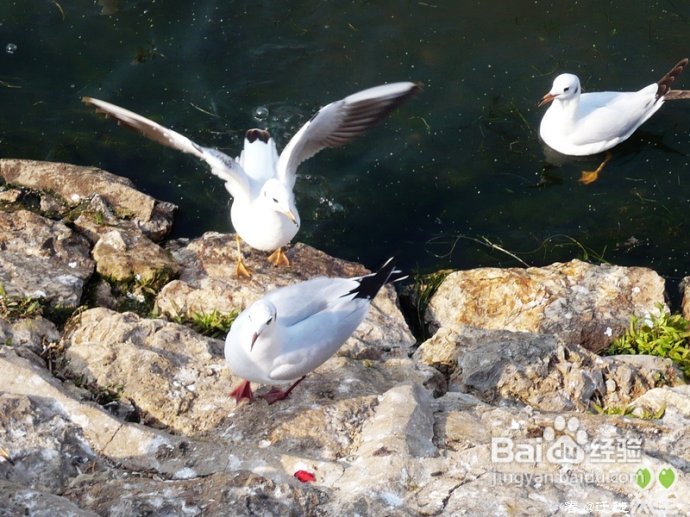 【春的迁徙】冬日，昆明观鸥攻略