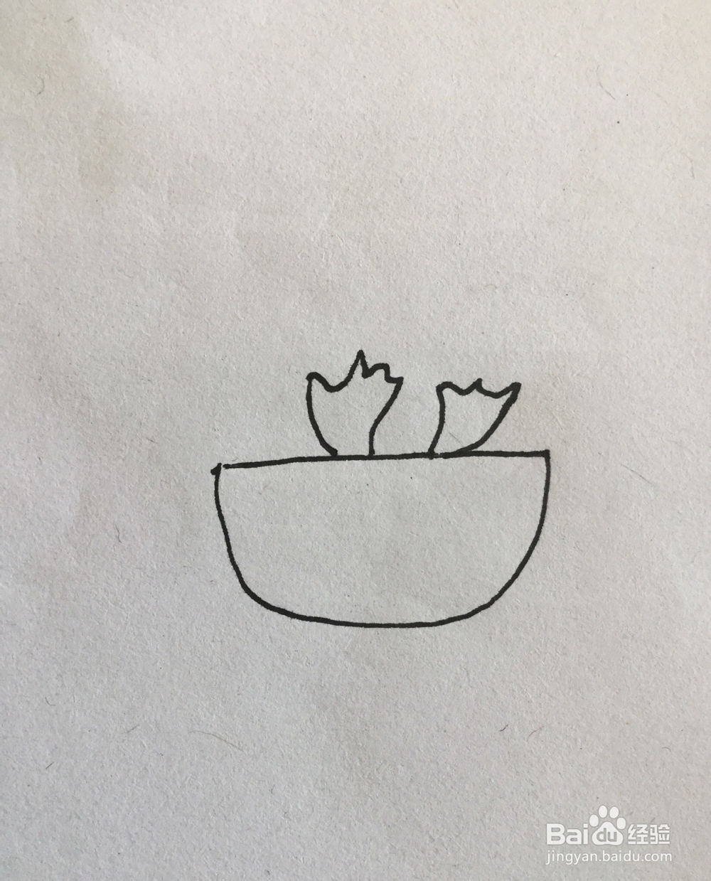 多肉植物简笔画4