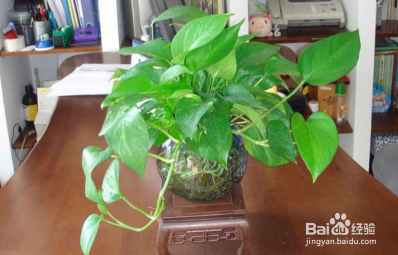 土培绿萝怎样移植水培