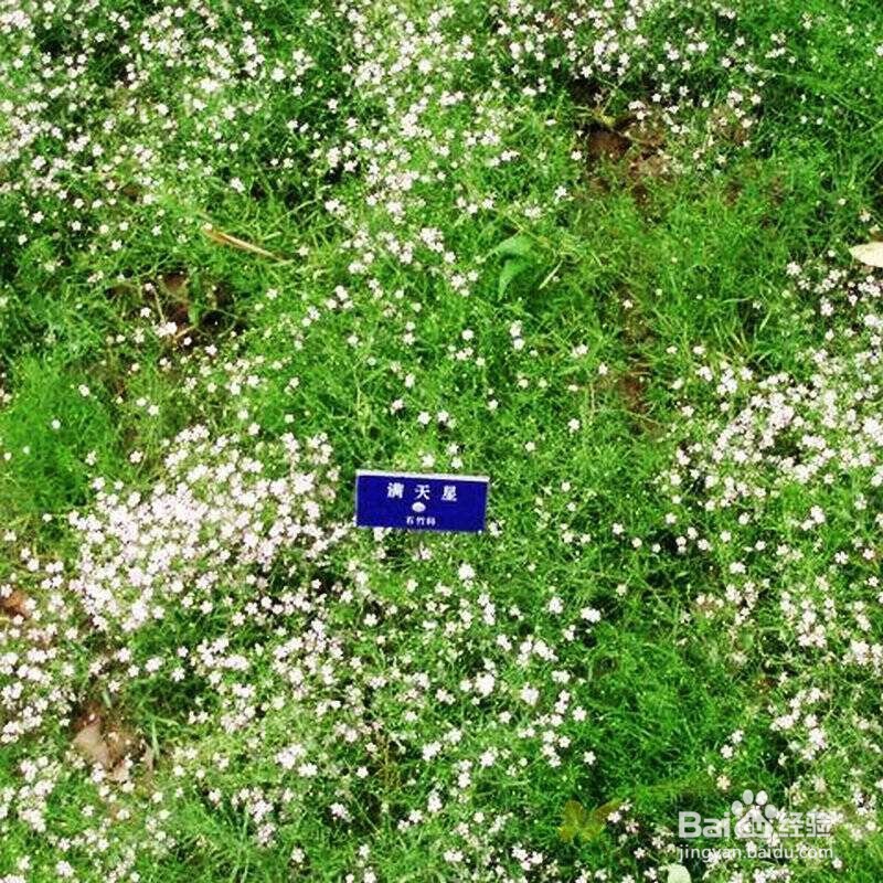 怎样种满天星才能爆盆