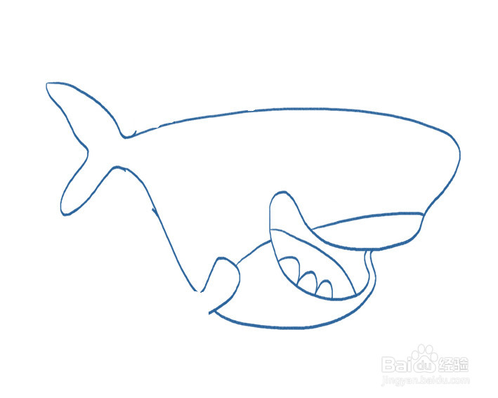 简单鲨鱼的画法