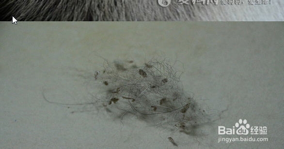 狗狗身上有黄色结痂
