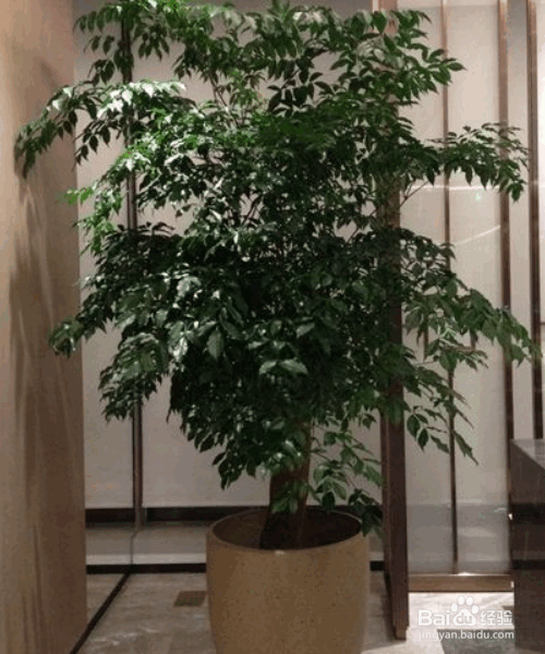 幸福树冬天落叶的原因及防治