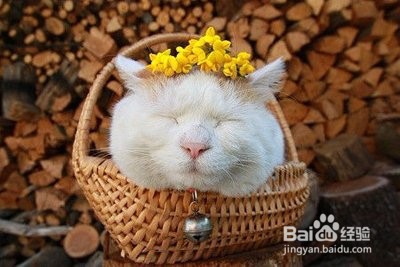 猫毛过敏怎么处理