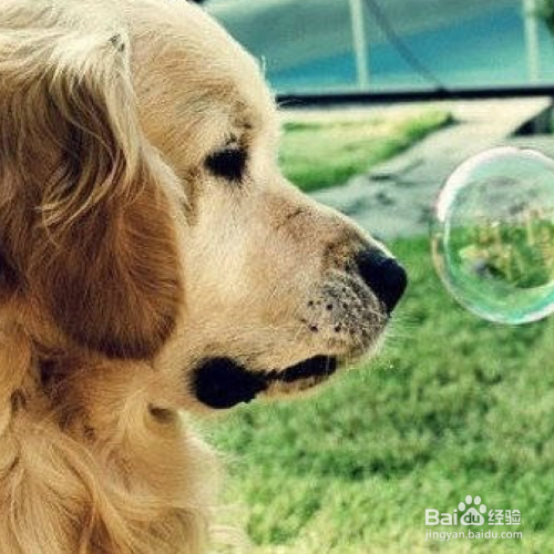 怎么给狗狗毛发护理?