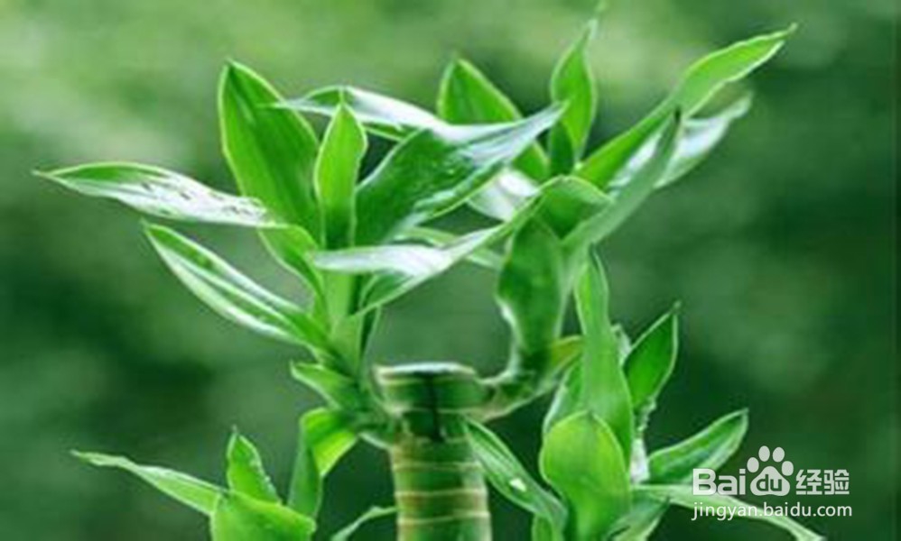 爱花的朋友家里放这些花可以使家人更长寿