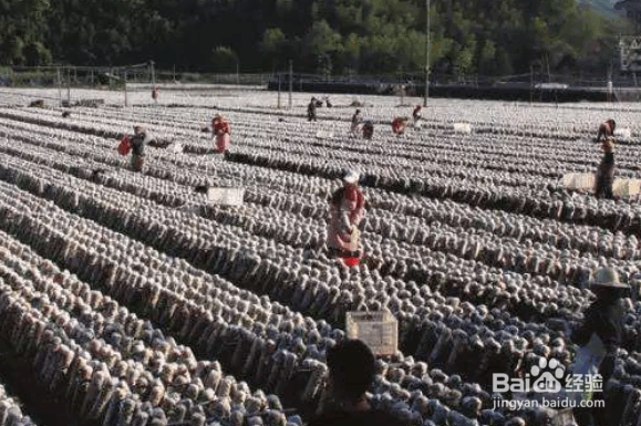 解决耕地土壤存在问题的措施