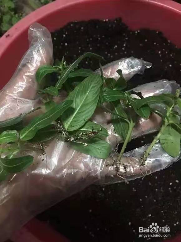 剪下来4根枝条,插土里20天生根,来年花开满盆