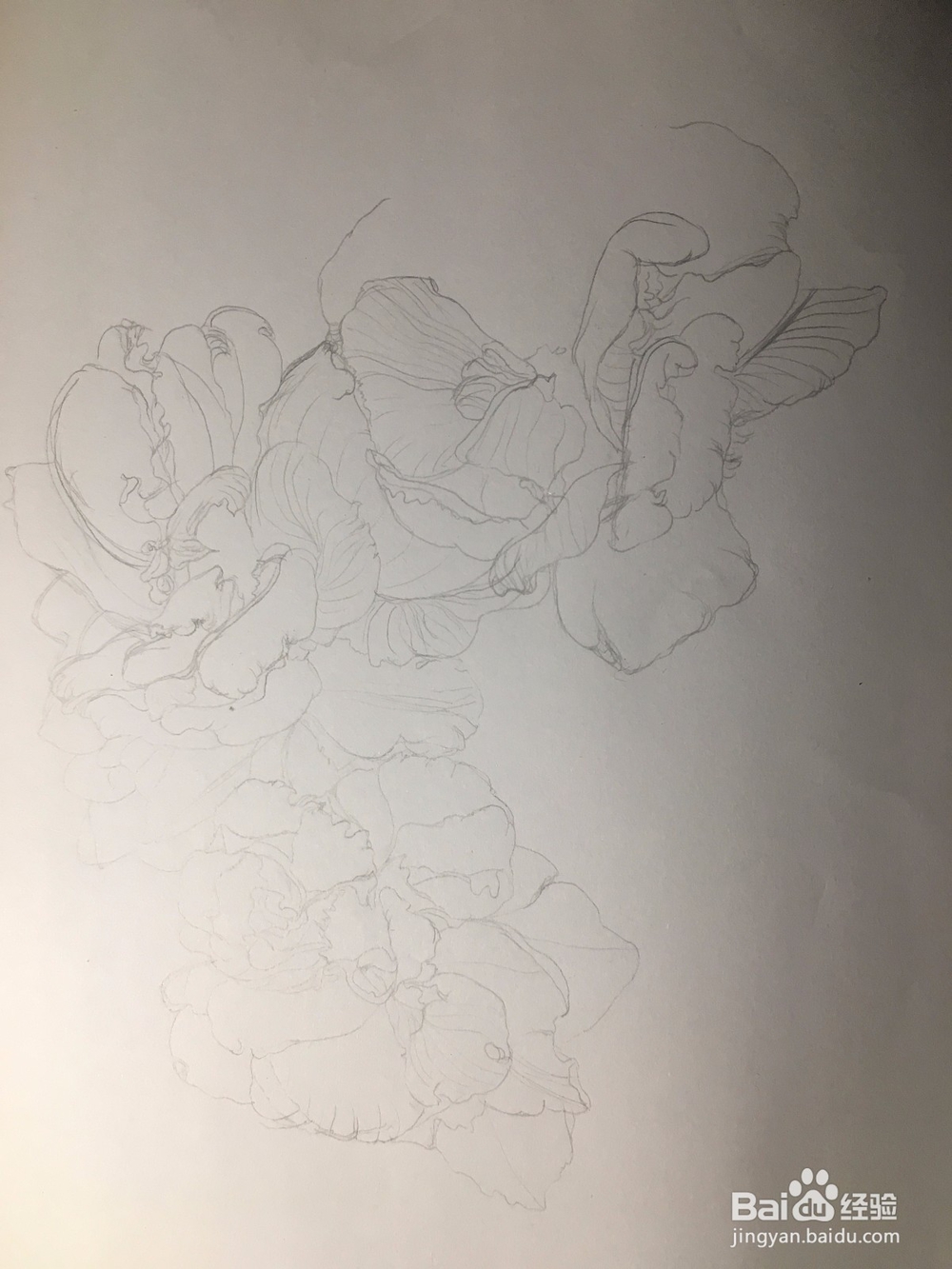 月季花的画法 月季简笔画 三朵月季的线描画教程