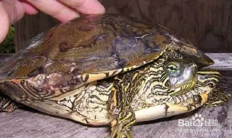 甜甜圈龟怎么养