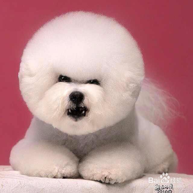 宠物美容师要学多时间