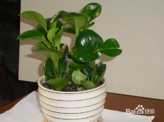 电脑宝贝的养殖方法和注意事项