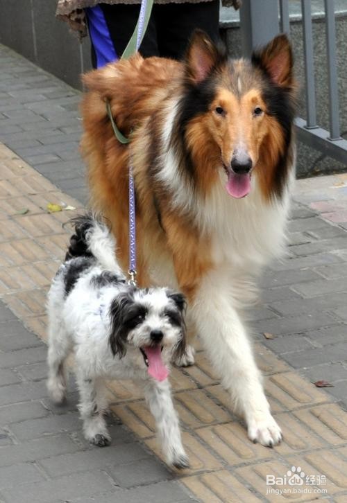 宠物狗老是呕吐是怎么回事？