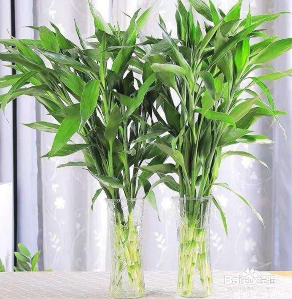 富贵竹绿植的养殖方法