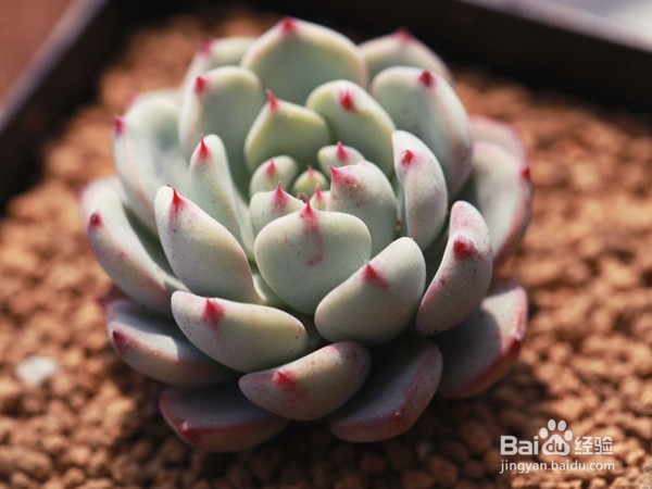 怎样养多肉植物？